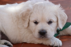 graham