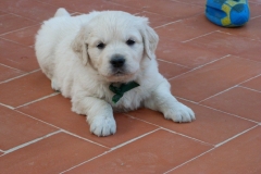 graham2