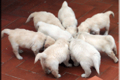 puppiespapilla
